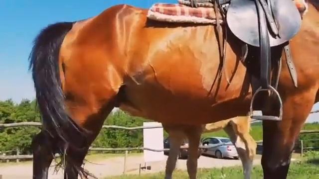 #лето лошадь и жеребенок, прогулка с лошадьми, красивые лошадки смотреть онлайн