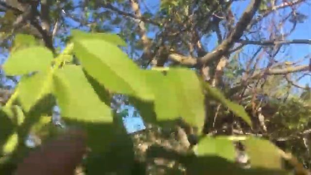 АТЕРОСКЛЕРОЗ и ЩЕТОВИДКА- лечим?Цветёт ГРЕЦКИЙ ОРЕХ-10 мая смотреть онлайн