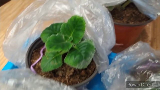 Росток у клубня есть , корней нет.Клубень глоксинии укореняю в мох сфагнум. смотреть онлайн