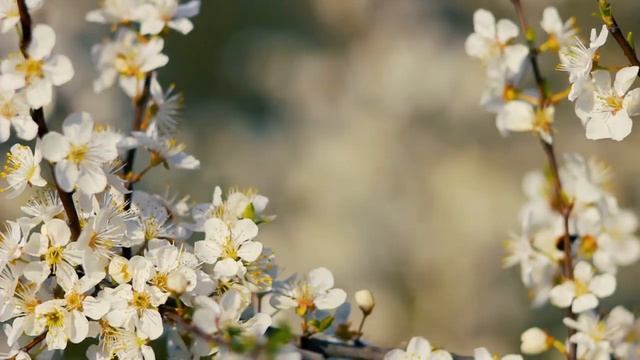 Цветущая вишня — цветы ранней Весны | Футажи красивая природа [FullHD] смотреть онлайн