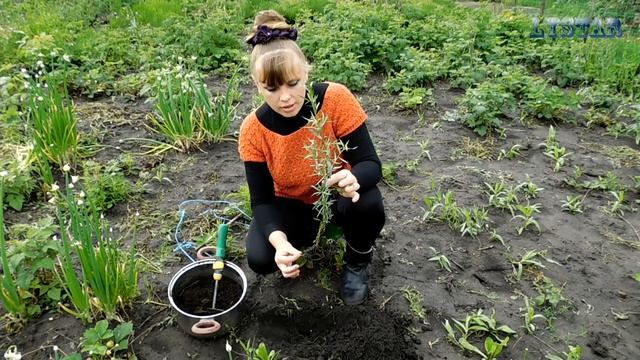 ЭСТРАГОН ТАРХУН посадка выращивание уход вредители болезни подкормка размножение смотреть онлайн