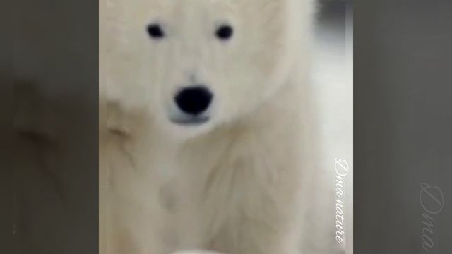 Всё о белом медведе. Белый медведь. Полярный медведь. Северный медведь. Бурый медведь. смотреть онлайн