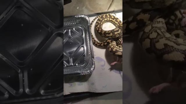 Jungle carpet python eat rat смотреть онлайн