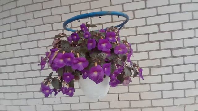 Ахименес Belinda/achimenes Belinda