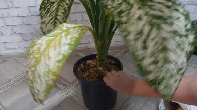 Гормон старения у цветов Этилен. #диффенбахия смотреть онлайн