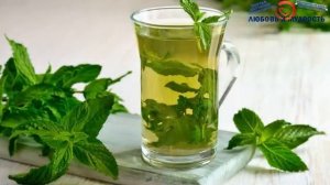 Чай с мятой польза и вред. Полезные свойства мяты для здоровья
