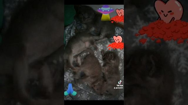 шартрез котята смотреть онлайн