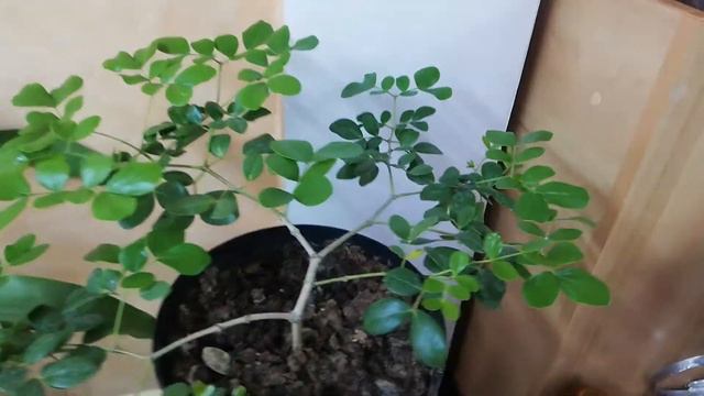 Гваякум лекарственный/ Гваякум лікарський/ Guaiacum officinale смотреть онлайн