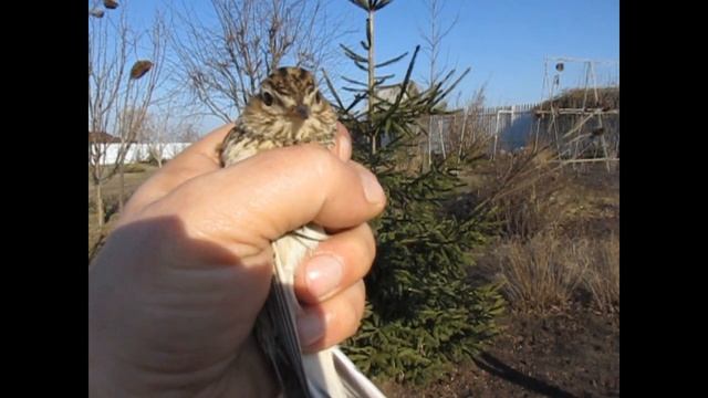 Ловля птиц. Весна. Жаворонки. смотреть онлайн
