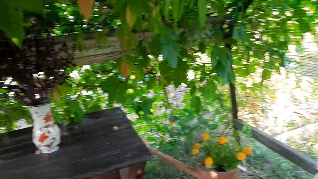 ЖИВАЯ БЕСЕДКА. МИНИМУМ ФИНАНСОВЫХ ВЛОЖЕНИЙ. МЕЧТЫ СБЫВАЮТСЯ. смотреть онлайн