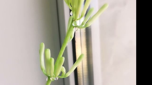 Гигантские цветы. Как ухаживаем. смотреть онлайн