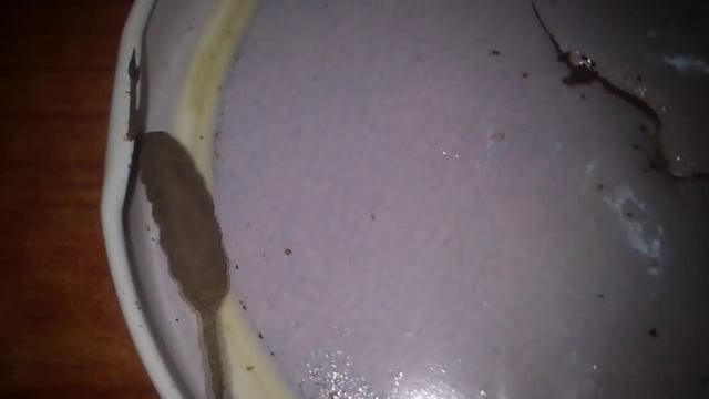 Гусеница с хвостом смотреть онлайн