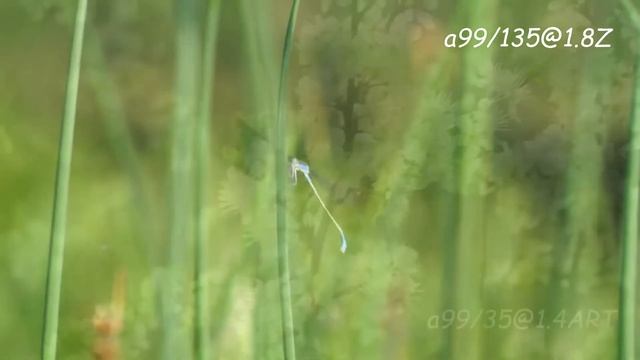 Видео тест камер Sony Alpha и оптики minolta A и Sony E Zeiss Sigma смотреть онлайн