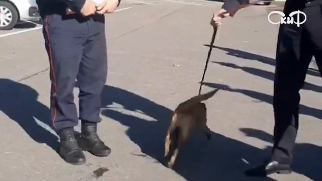 Передача Щенков смотреть онлайн