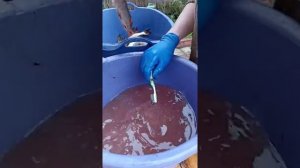 Как засолить щуку сухим посолом в Вилково