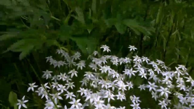 Эдельвейсы цветут... #простымисловами смотреть онлайн