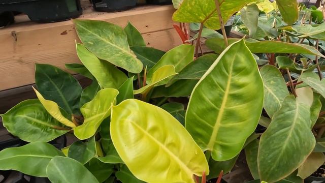 HOUSEPLANT SHOPPING| AFFORDABLE PRICES? Small/beginner friendly| Philodendron MARBLE, Painted Lady+ смотреть онлайн
