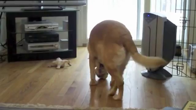 Собачья улыбка смотреть онлайн