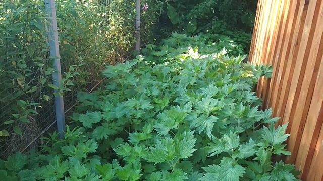 Котовник кошачий - медонос.