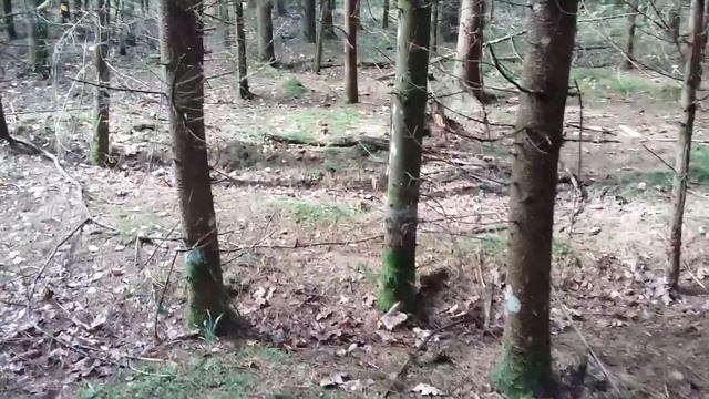 Поле.грибы.