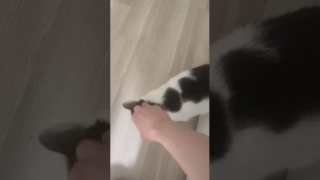 Жужелица дома 2 смотреть онлайн
