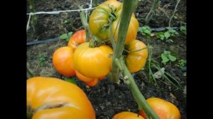 Томат Бурракерские любимцы