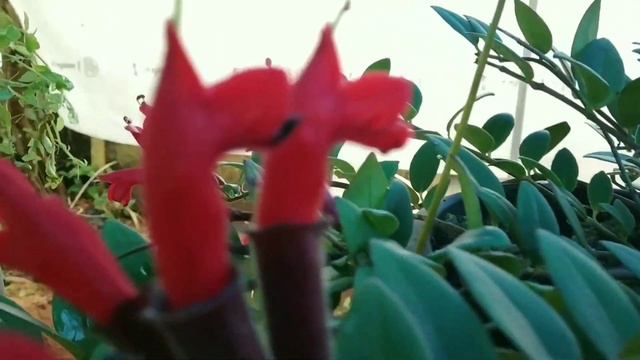 Lipstick plant care and propagation. смотреть онлайн