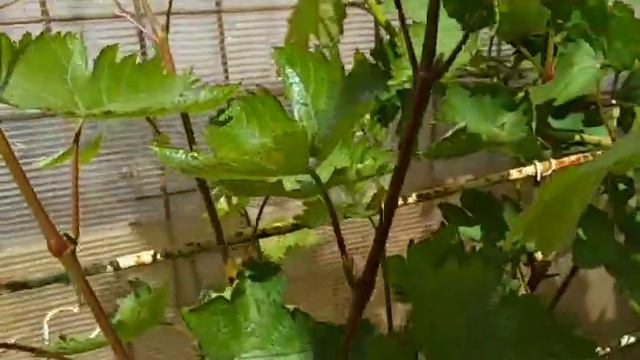 Виноград Подмосковья 05.06.21, начало цветения в теплице, саженцы винограда. Виноградник Копейки смотреть онлайн