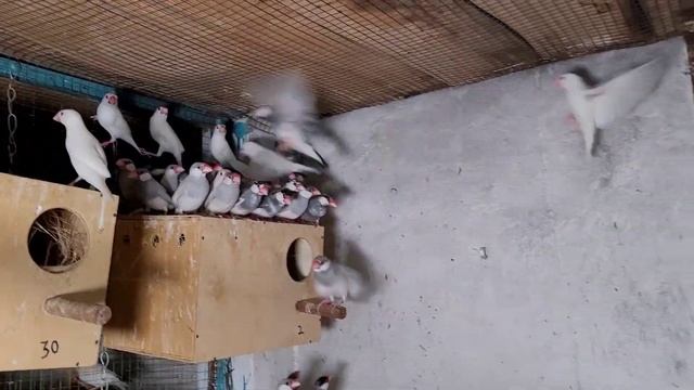 Java birds farming | silver and white java | love birds смотреть онлайн