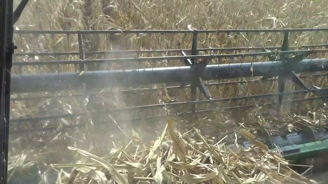 Уборка кукурузы зерновой жаткой. Syngenta гибрид Фалькон. смотреть онлайн