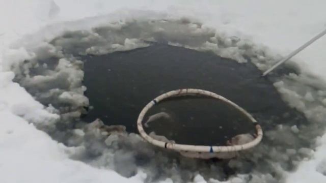 Промысел по добыче мотыля смотреть онлайн