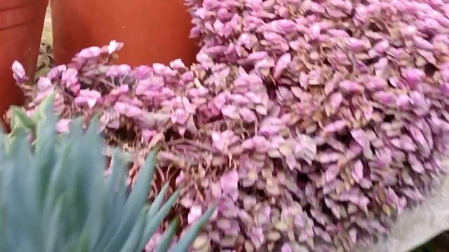 propagating succulent plants 🥰@yonzonefloralfarm2329 смотреть онлайн