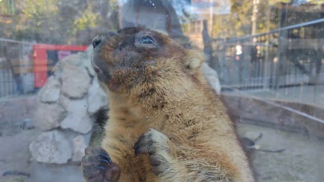 Ребята наши Байбаки 🦫 стали утепляться, это значит что скоро будет холодно ❄️❄️❄️🥶 смотреть онлайн