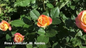 РОЗА ЛАНДЛУСТ.  Rosa LandLust