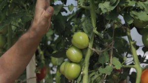 ТОМАТ ВЕЛИКОСВЕТСКИЙ F1 раннеспелый гибрид, обильный урожай