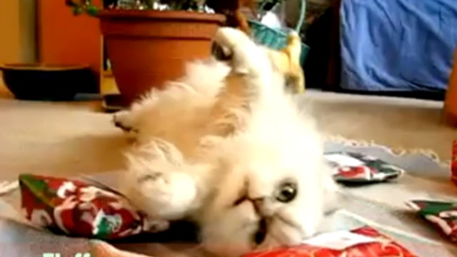 Зверики поют про новый год смотреть онлайн