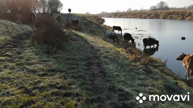 1 ДЕКАБРЯ -ИДЕМ НА ВОДОПОЙ И ПАСТБИЩЕ!ВЕРНУЛАСЬ К ТРЕХРАЗОВОЙ ДОЙКЕ !НОВАЯ ТЕЛОЧКА! смотреть онлайн