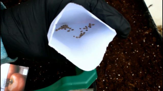 WINTER SOWING TOMATOES + PEPPERS (PLUS SOWING DAFFODIL SEEDS) смотреть онлайн