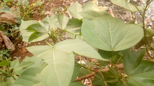 Cotton plant (Igi Owu) (Gossypium hirsutum) смотреть онлайн