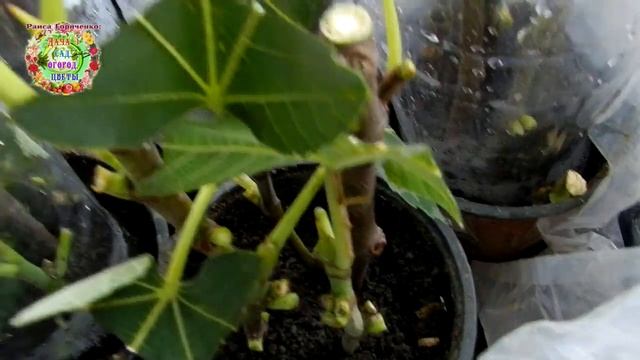 Инжир морозостойкий размножаю черенками осенью. Смотрите: легко быстрое укоренение инжира в горшках