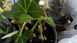 Инжир морозостойкий размножаю черенками осенью. Смотрите: легко быстрое укоренение инжира в горшках