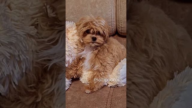 🤩✌️красивый мальтипу по кличке Кранч💕👌 смотреть онлайн