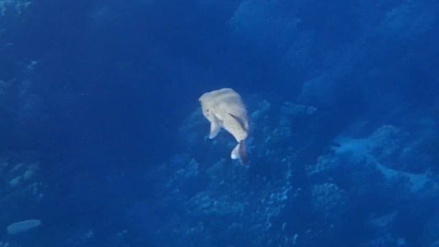 Красное море нашими глазами смотреть онлайн