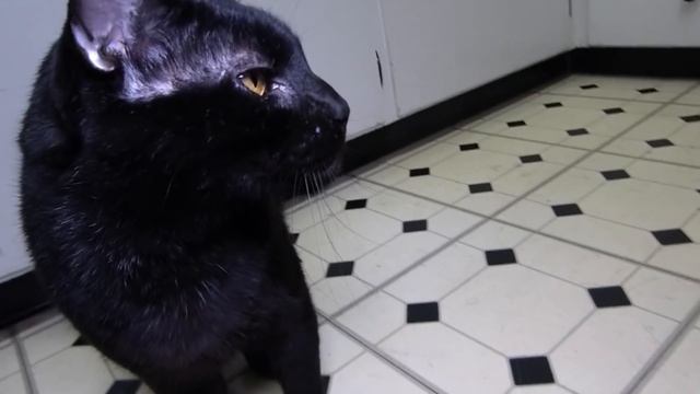 Talking Kitty Cat 45 - Trippin Ballz 2016 смотреть онлайн