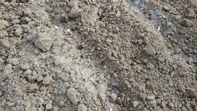 Экономим место.Посев моркови и редиса на одну гряду.Маячная культура.Как быстро прополоть морковь? смотреть онлайн