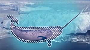 ИНТЕРЕСНЫЙ ЗВЕРЬ: НАРВАЛ