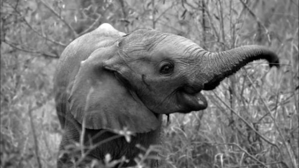 Be Svendsen - The Elephant's Cage (Mollono.Bass Remix)