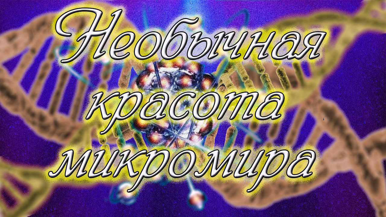 Необычная красота микромира. Видео под микроскопом.