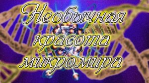 Необычная красота микромира. Видео под микроскопом.
