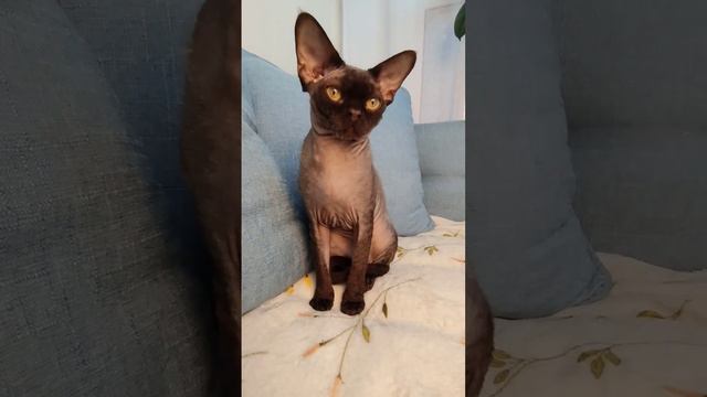 Шикарный мужчина Девон-рекс🤎 смотреть онлайн